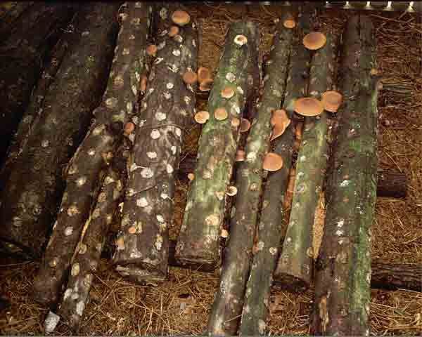 Growing Shiitake Mushrooms On Logs
 So doing this this year You can make your own mushroom