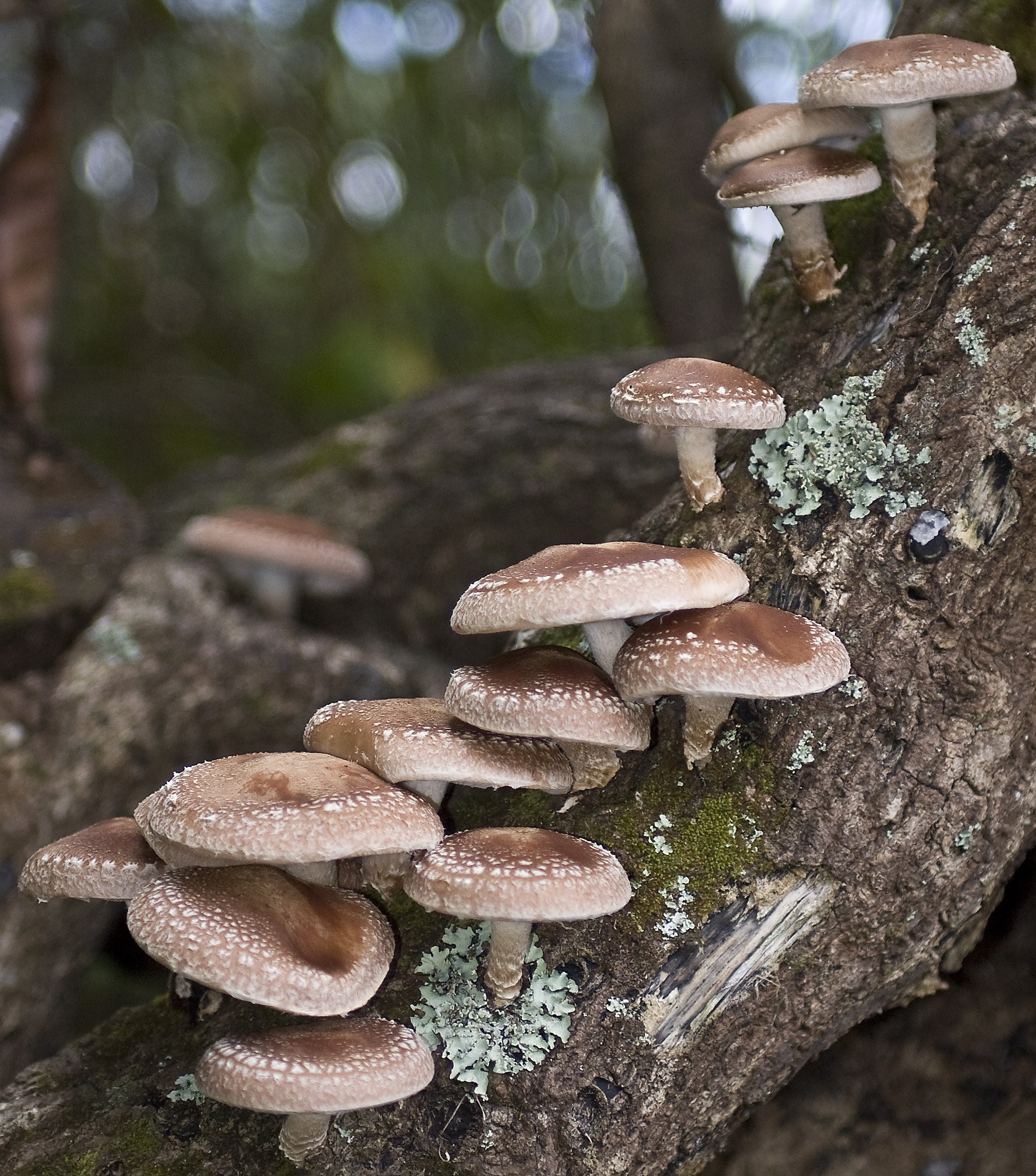 Growing Shiitake Mushrooms On Logs
 Symbiosis Diversity Resilience Abundance
