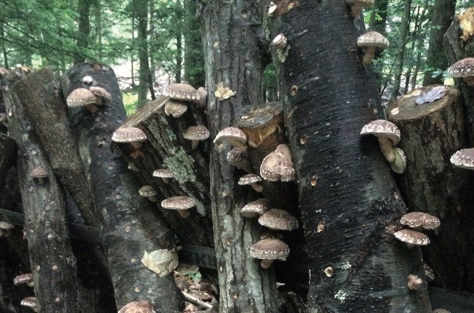 Growing Shiitake Mushrooms On Logs
 Cropped How to Grow Shiitake Mushrooms Modern Farmer