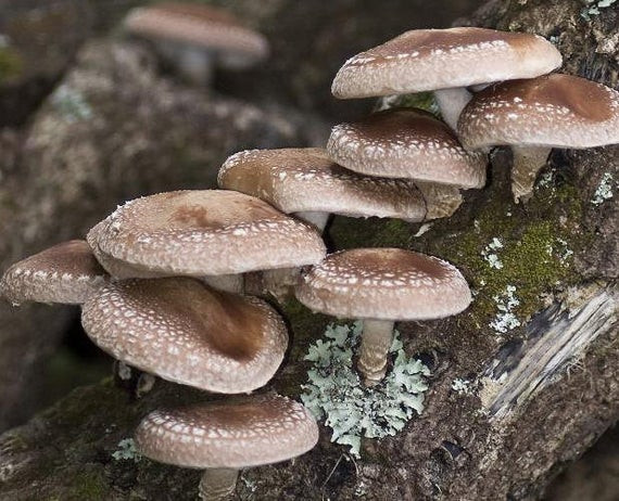 Growing Shiitake Mushrooms On Logs
 Items similar to Shiitake Mushroom Growing Log Kit on Etsy