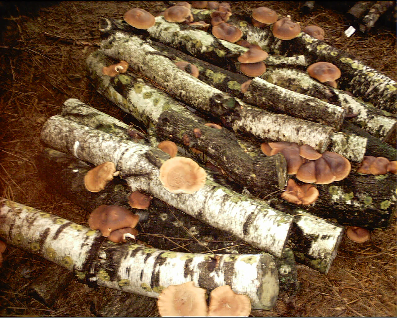 Growing Shiitake Mushrooms On Logs
 Outdoor Mushroom Growing — Veggie Gardening Tips