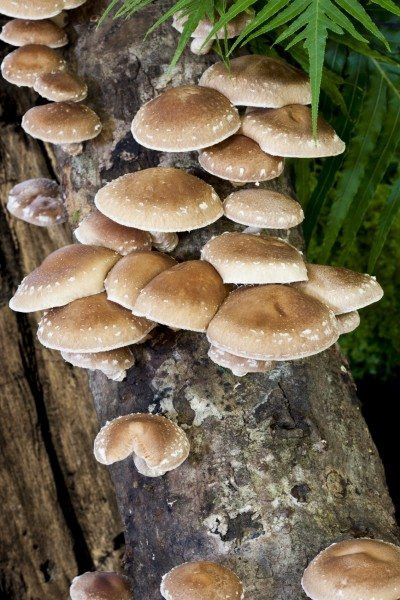 Growing Shiitake Mushrooms On Logs
 Can You Grow Shiitake Mushrooms Indoors – Tips Growing