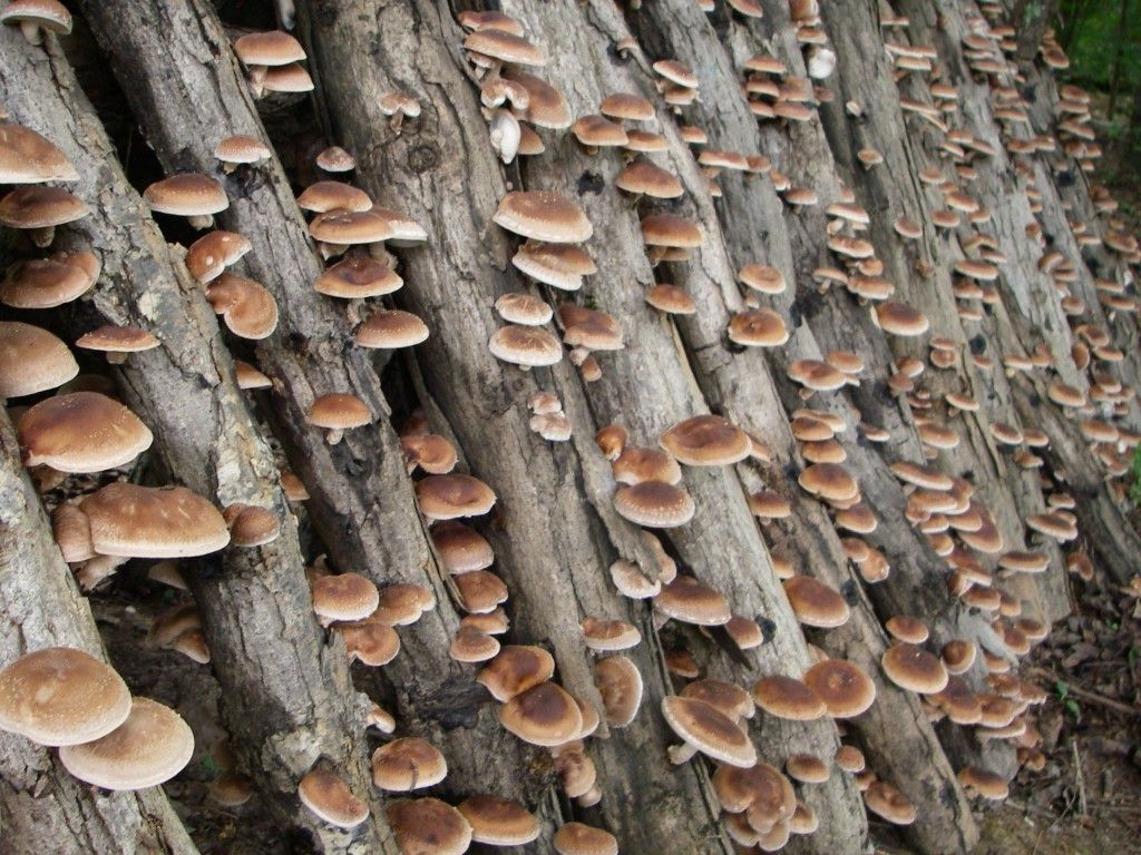 Growing Shiitake Mushrooms On Logs
 Growing Your Own Shiitake Mushrooms – Freedom For