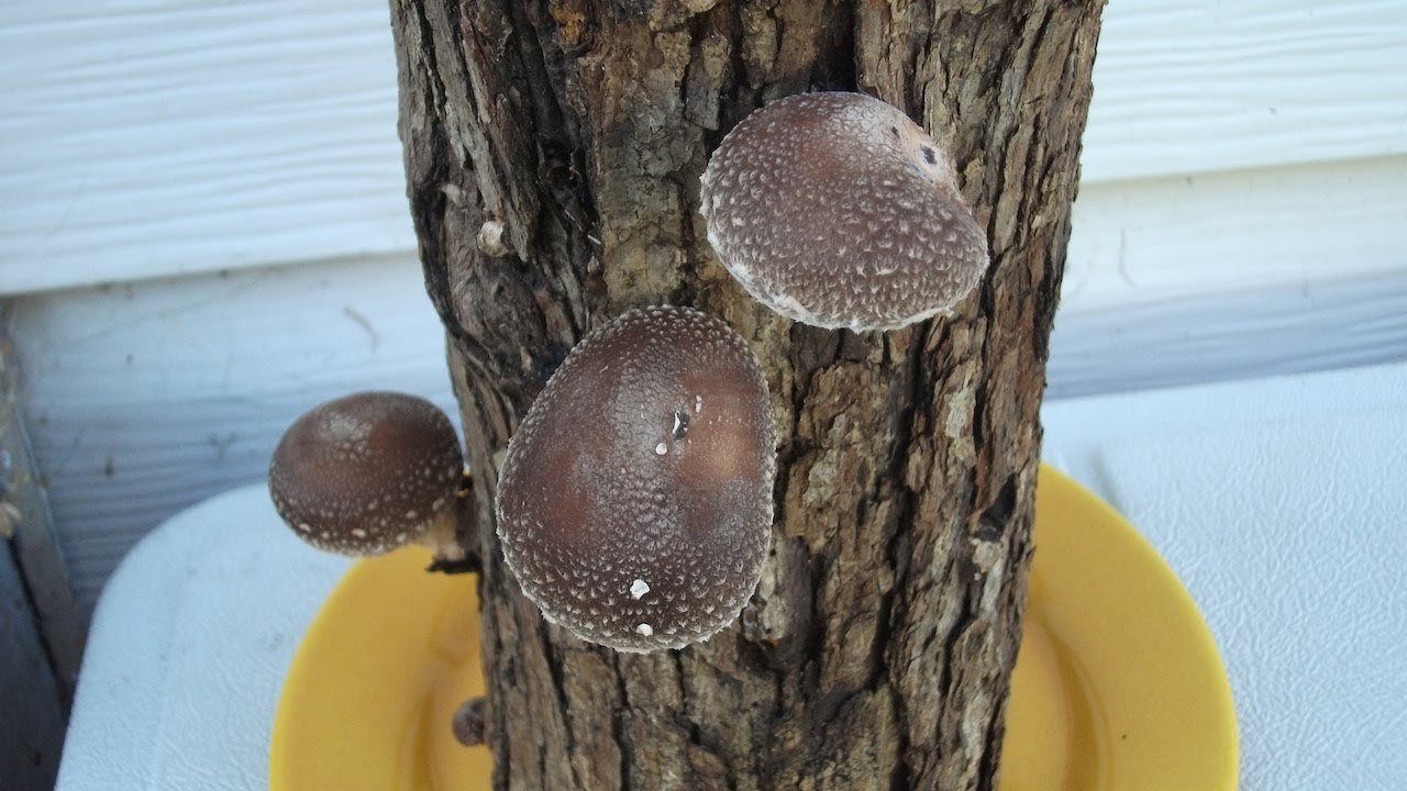 Growing Shiitake Mushrooms On Logs
 How To Grow Shiitake Mushrooms Logs