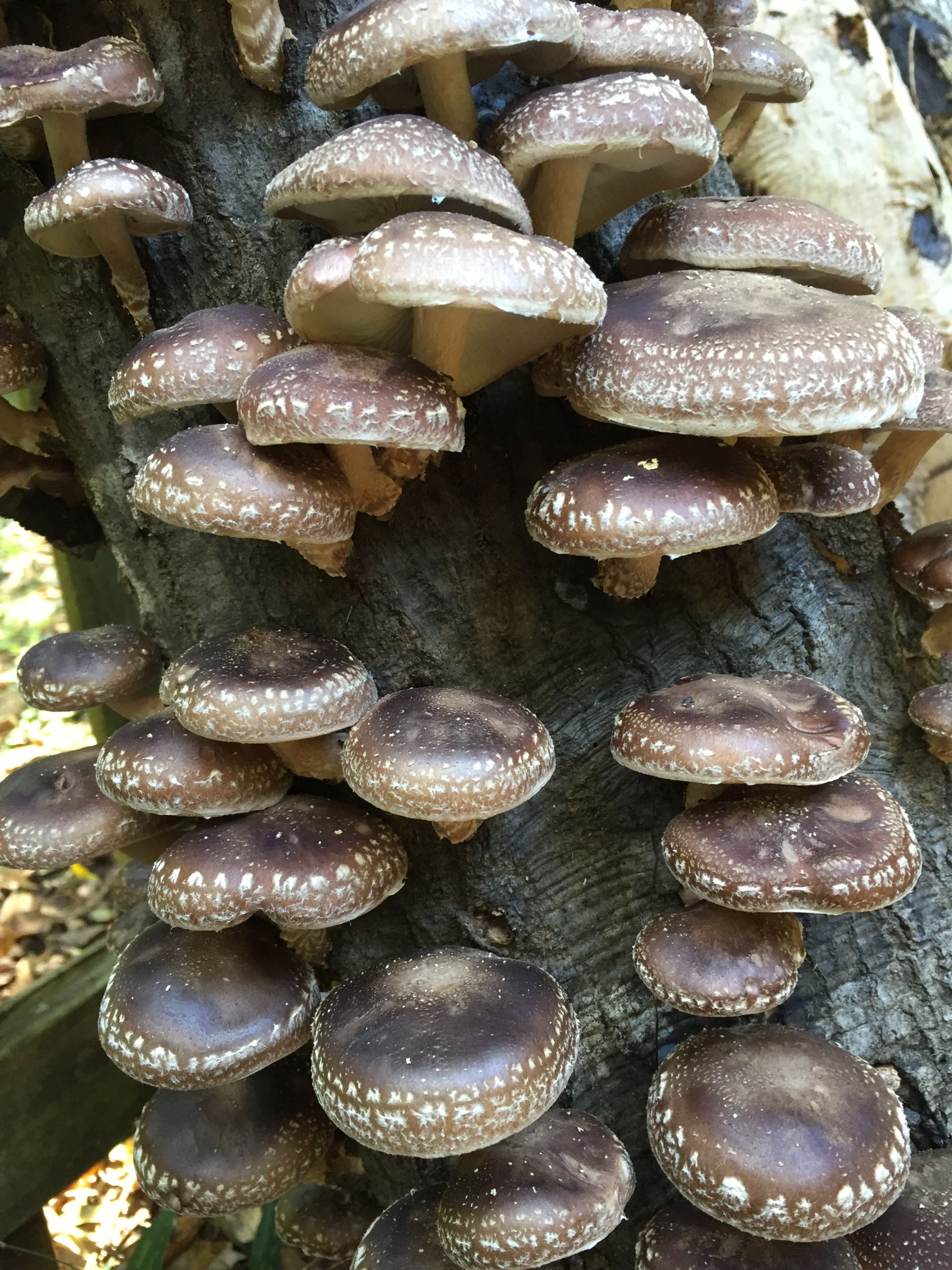 Growing Shiitake Mushrooms On Logs
 How to Grow Shiitake Mushrooms