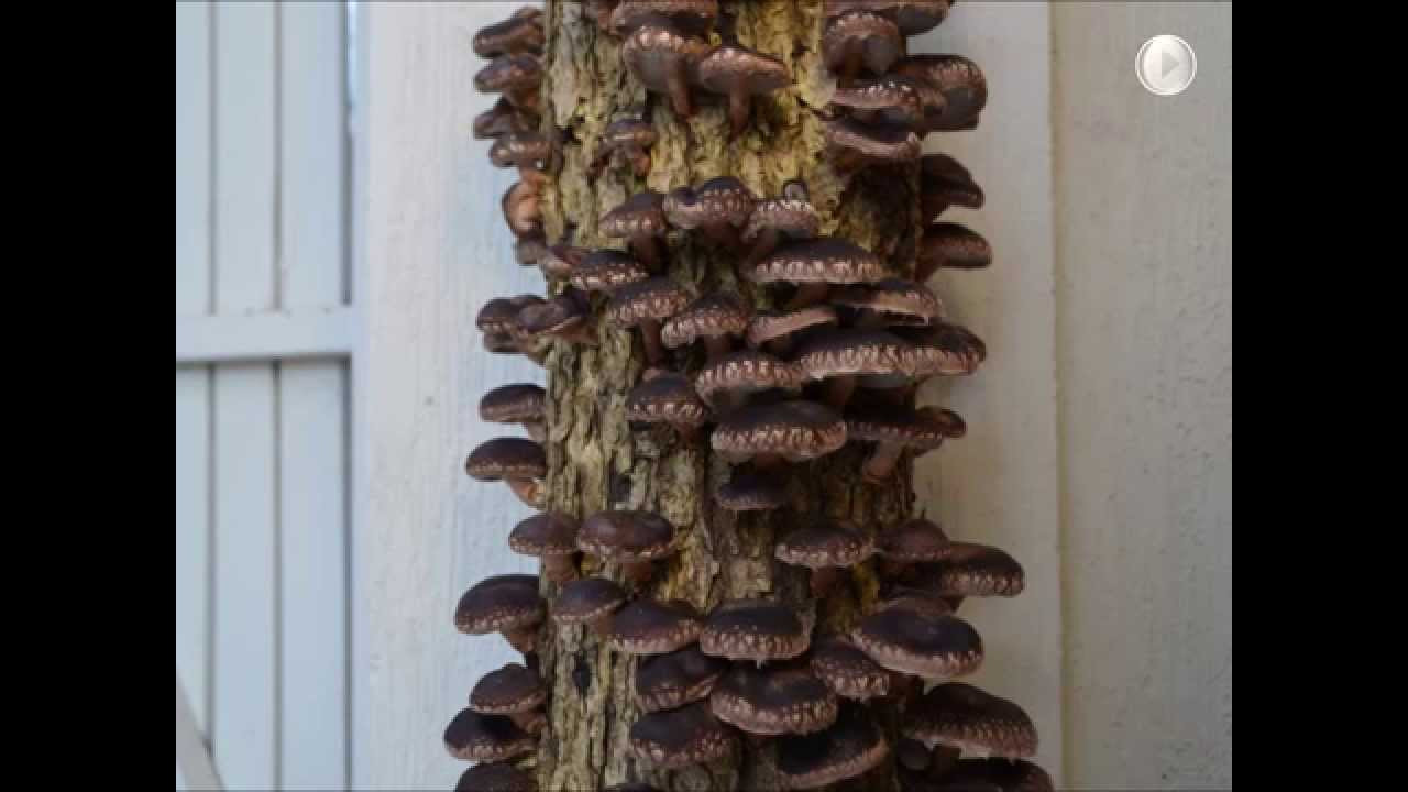Growing Shiitake Mushrooms On Logs
 Log Grown Shiitake Mushrooms in time lapse