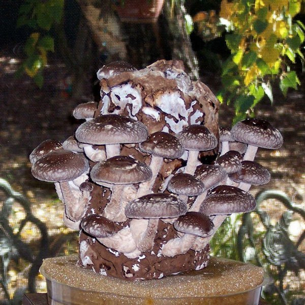Growing Shiitake Mushrooms On Logs
 Shiitake Mushroom Growing Kit – Gourmet Mushroom Growing