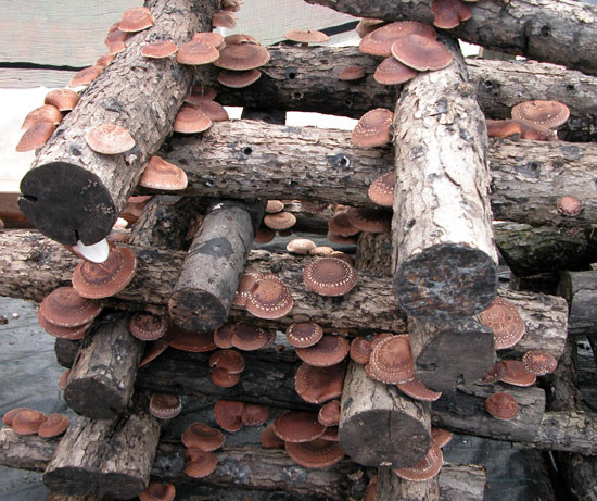 Growing Shiitake Mushrooms On Logs
 3 Business Ideas Growing shiitake mushrooms