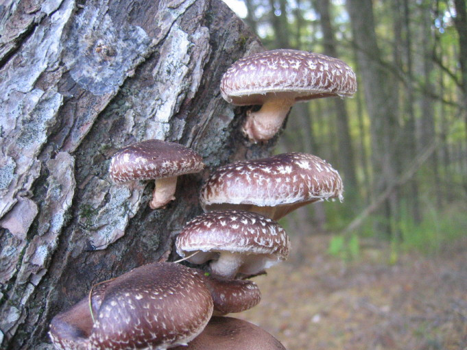 Growing Shiitake Mushrooms On Logs
 Growing Mushrooms on Logs