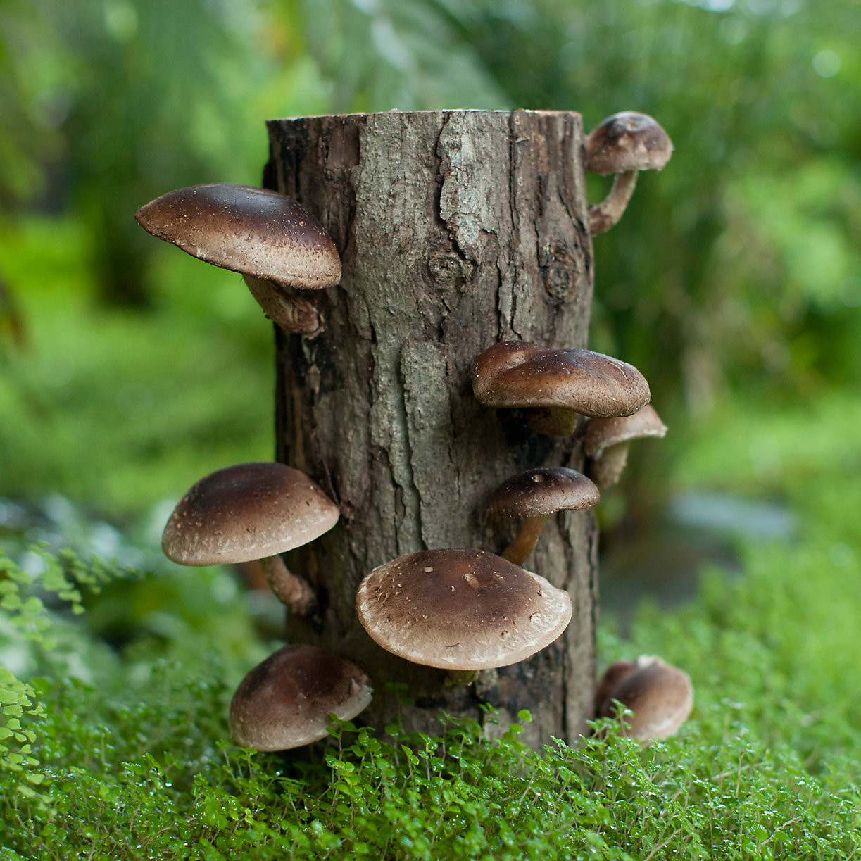 Growing Shiitake Mushrooms On Logs
 Shiitake Mushroom Log