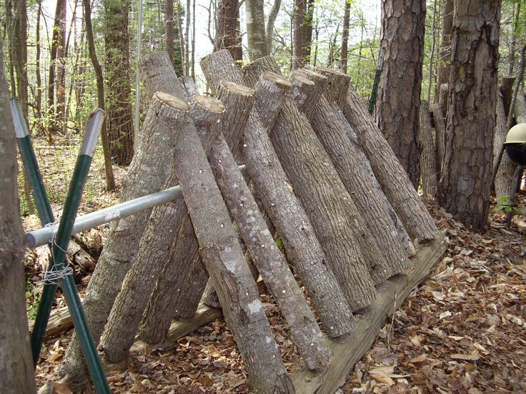 Growing Shiitake Mushrooms On Logs
 Mushroom logs agroforestry farming
