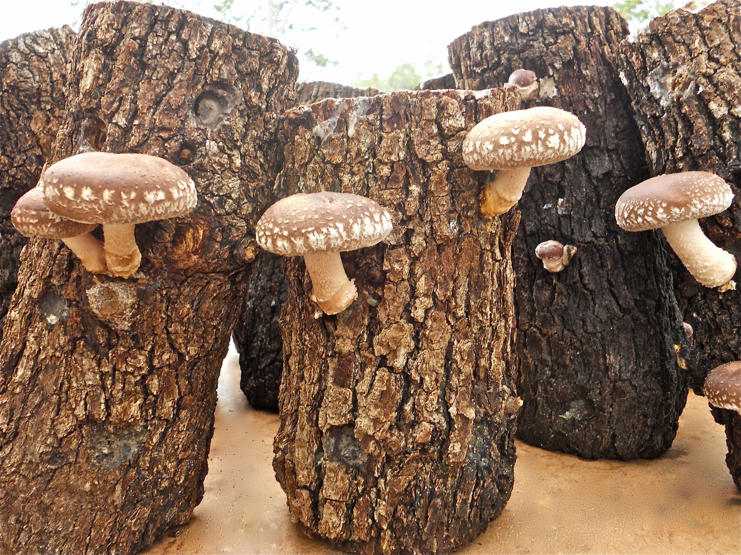 Growing Shiitake Mushrooms On Logs
 Shiitake mushrooms growing on logs from 100th Monkey