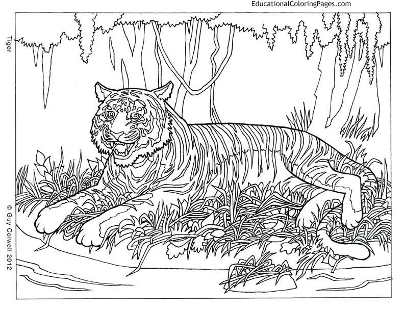 Hard Coloring Pages For Kids
 6561 ide coloring pages for adults difficult animals 20