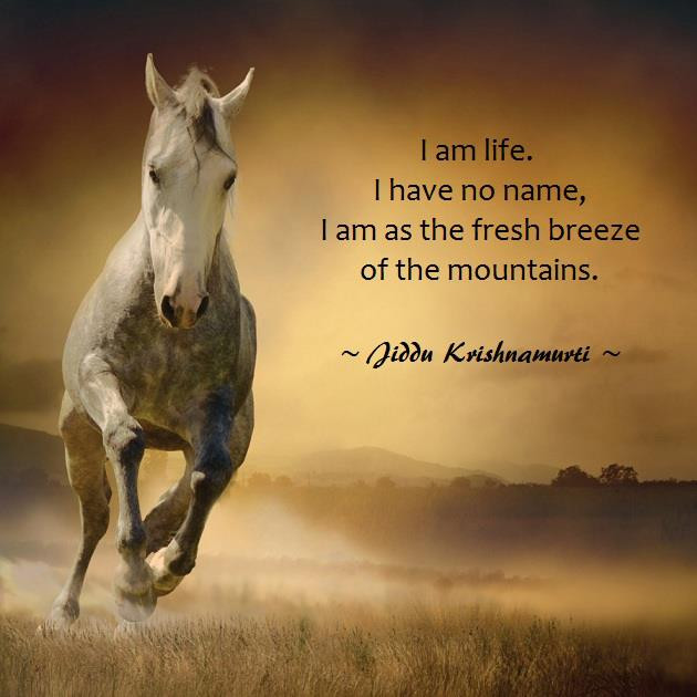 Horse Quotes About Life
 Live Horse Quotes QuotesGram