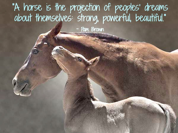 Horse Quotes About Life
 A few Horses A lot of Life Lessons – yourhappyplaceblog