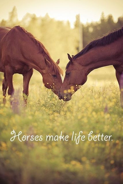 Horse Quotes About Life
 Horse Quotes Life QuotesGram