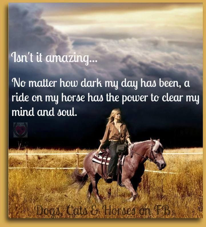 Horse Quotes About Life
 Amazing Horse Quotes QuotesGram