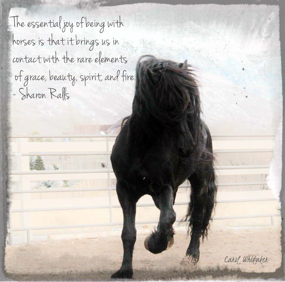 Horse Quotes About Life
 Royal Grove Stables Blog INSPIRATIONAL HORSE QUOTES