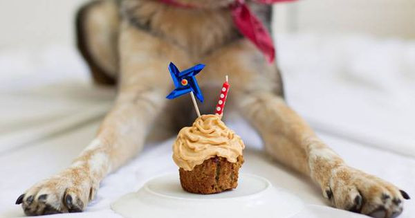 How To Make A Birthday Cake For A Dog
 How to make a dog birthday cake