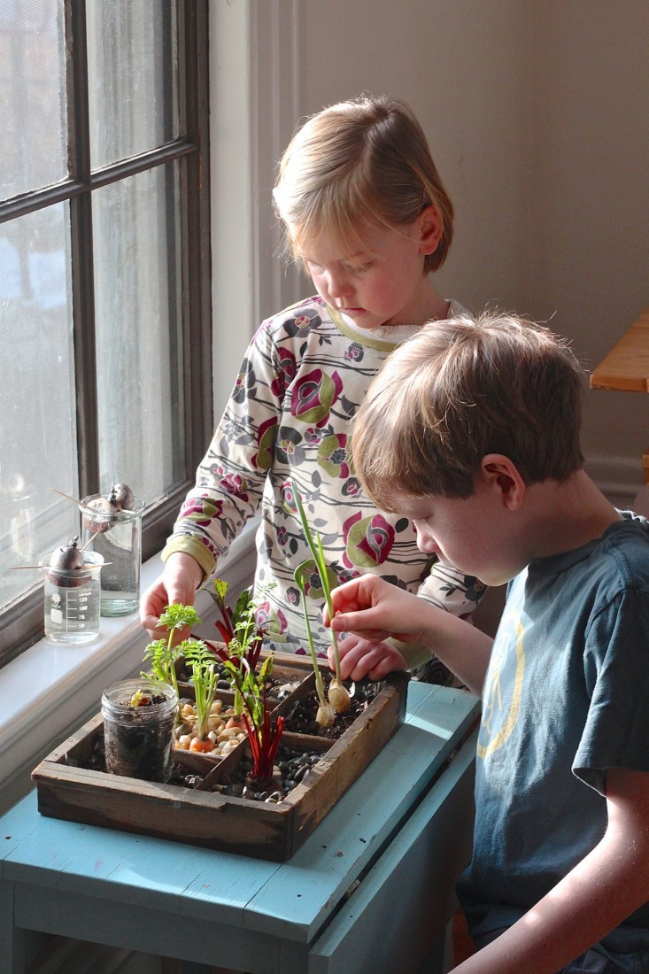 Kids Indoor Garden
 DIY Grow an Indoor post Garden Gardenista