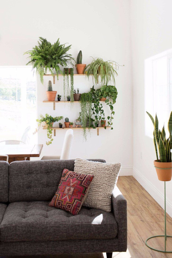 Living Room Plant Ideas
 Pin on Houseplants
