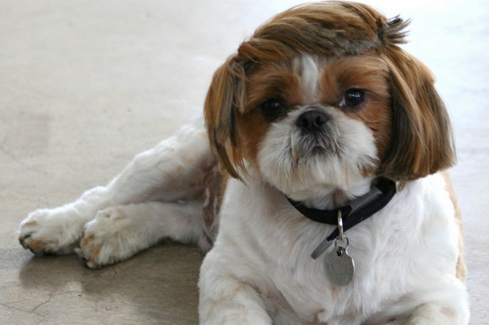 Male Shih Tzu Haircuts
 7 unique pictures of shih tzu hair styles