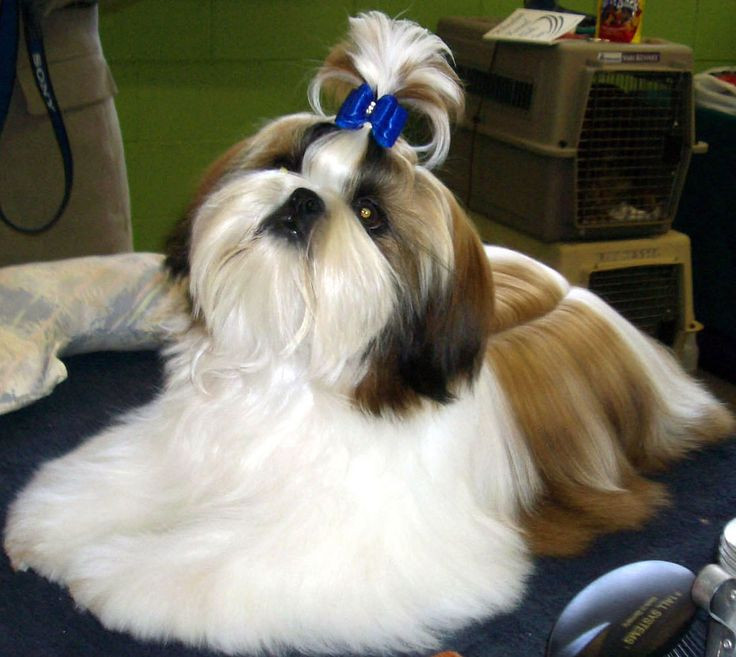 Male Shih Tzu Haircuts
 17 Best images about Shih Tzu Hair Styles for Male on