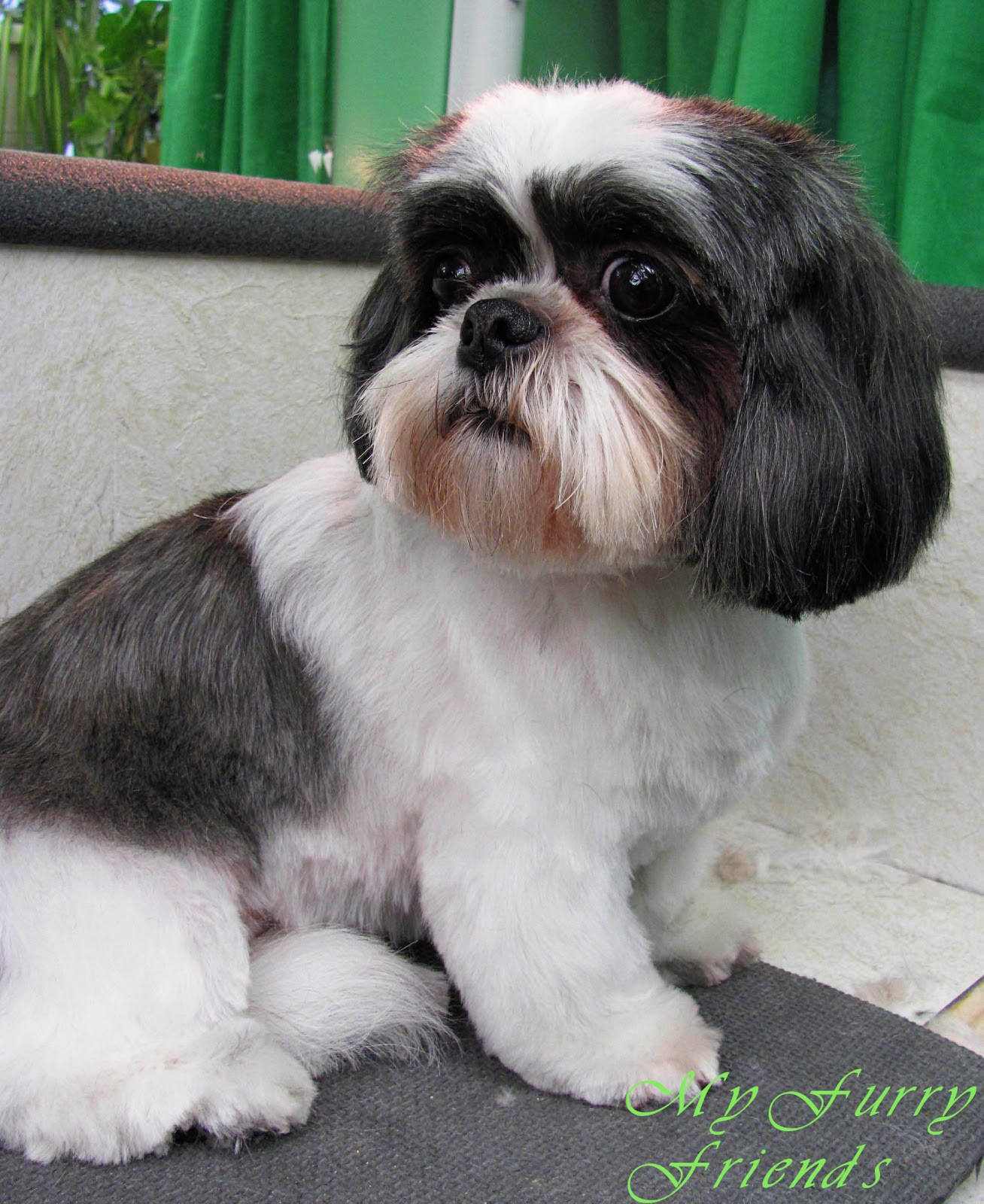 The top 24 Ideas About Male Shih Tzu Haircuts Home