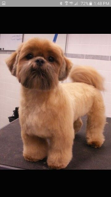 Male Shih Tzu Haircuts
 Shih tzu haircut dog treats