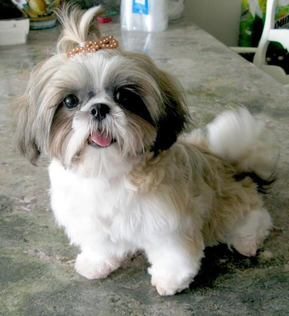 Male Shih Tzu Haircuts
 11 best Shih Tzu Hair Styles for Male images on Pinterest