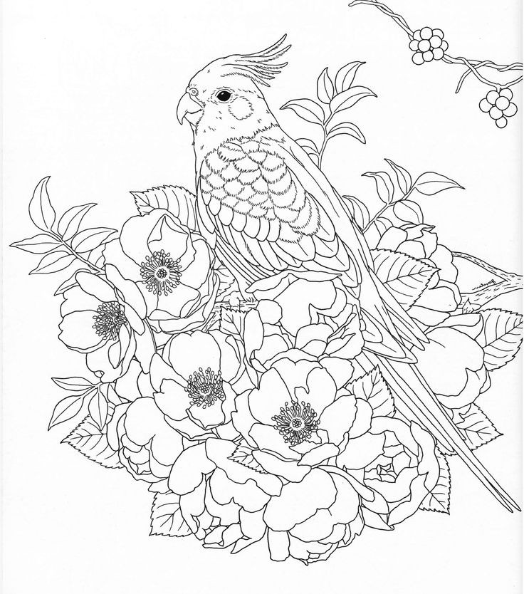Nature Coloring Pages For Adults
 Harmony Nature Adult Coloring book Pg 30