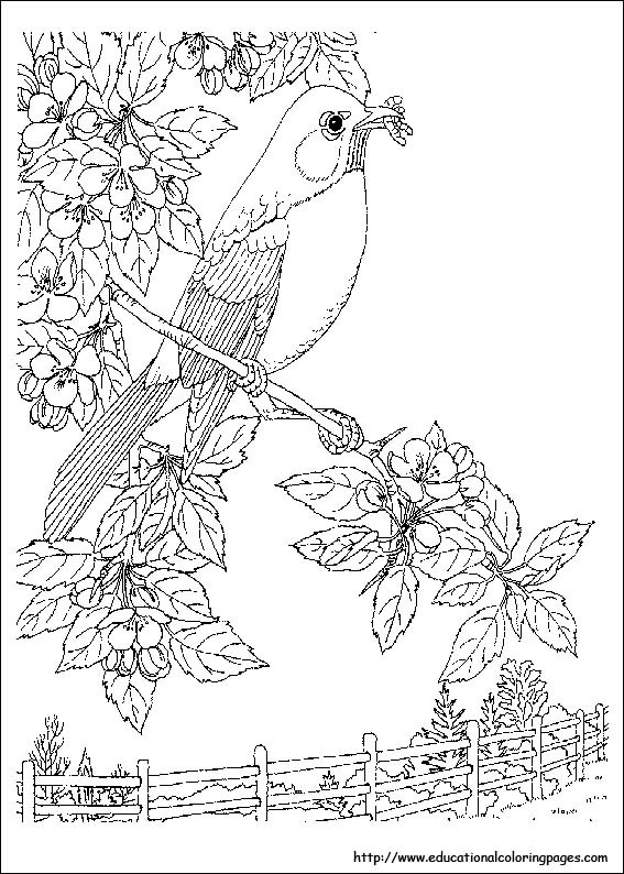Nature Coloring Pages For Adults
 Nature Coloring Pages Educational Fun Kids Coloring