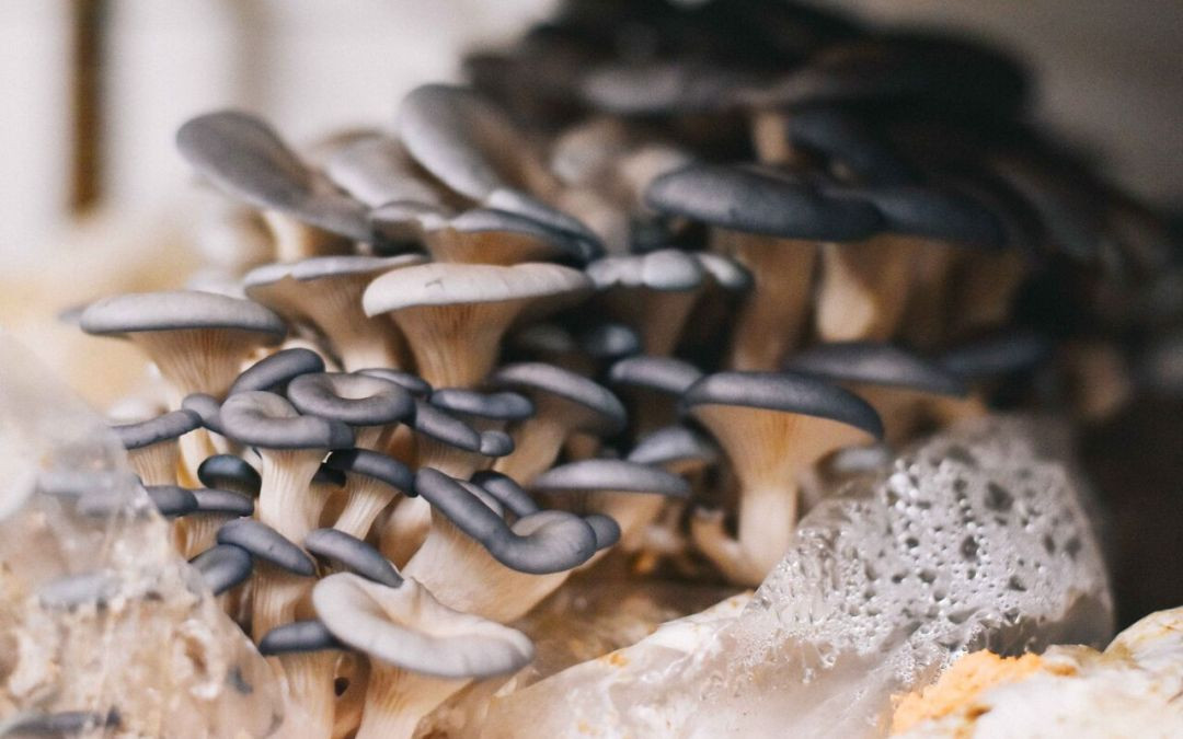 Oyster Mushrooms For Sale
 Blue Oyster Mushroom Recipes Healthful Benefits & Spawn