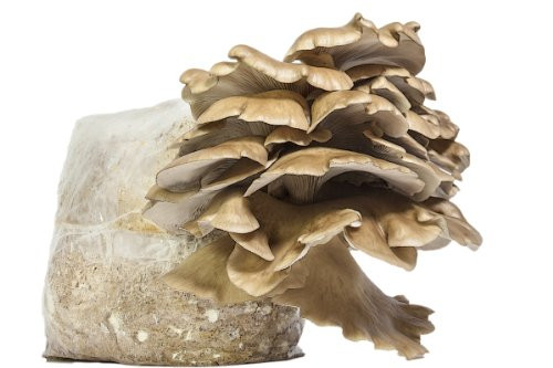 Oyster Mushrooms For Sale
 Easy Steps How To Grow Mushrooms Using Best Kits