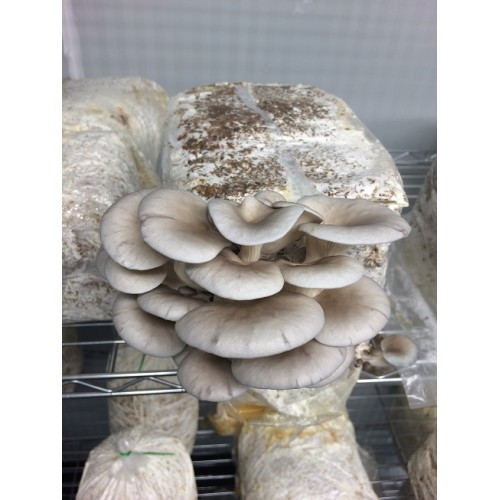 Oyster Mushrooms For Sale
 Mushroom Plugs Grey Oyster Pleurotus ostreatus