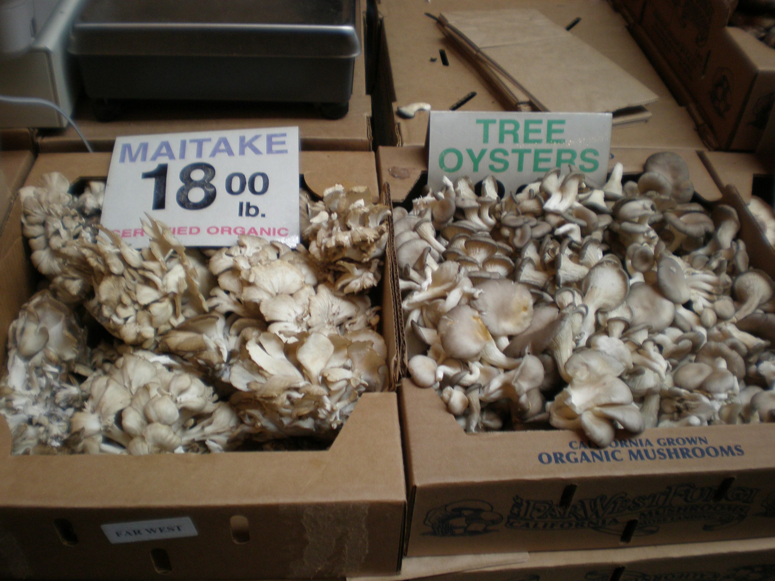 Oyster Mushrooms For Sale
 File Boxes of maitake & tree oyster mushrooms JPG