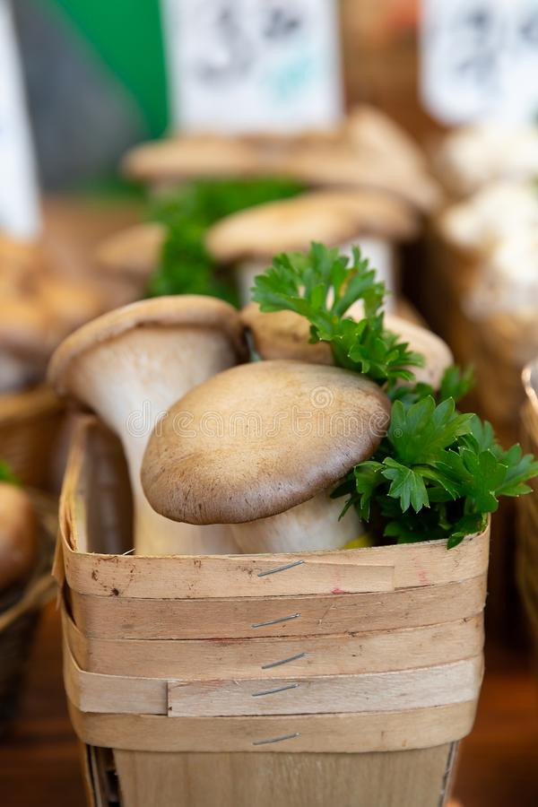 Oyster Mushrooms For Sale
 Oyster background stock image Image of healthy