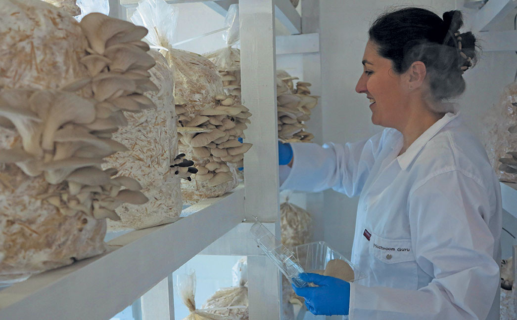 Oyster Mushrooms For Sale
 Oyster mushroom farming an affordable start up