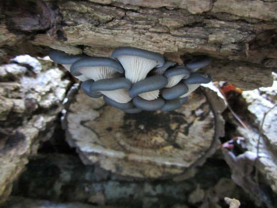 Oyster Mushrooms For Sale
 Blue Oyster Mushroom Growing Log Kit Gorws For Years ON