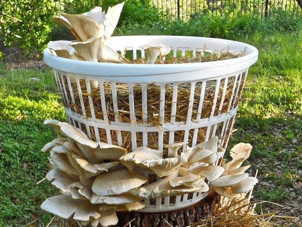 Oyster Mushrooms For Sale
 Easy Steps How To Grow Mushrooms Using Best Kits