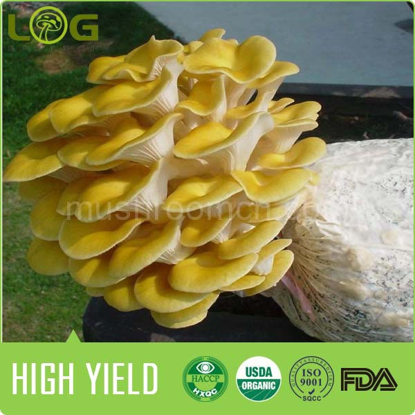 Oyster Mushrooms For Sale
 Professional Supplier Golden Oyster Mushroom Spawn Bags