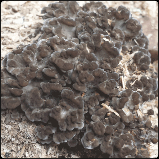 Oyster Mushrooms For Sale
 Mushroom Spawn for Sale — Buy Now and Save