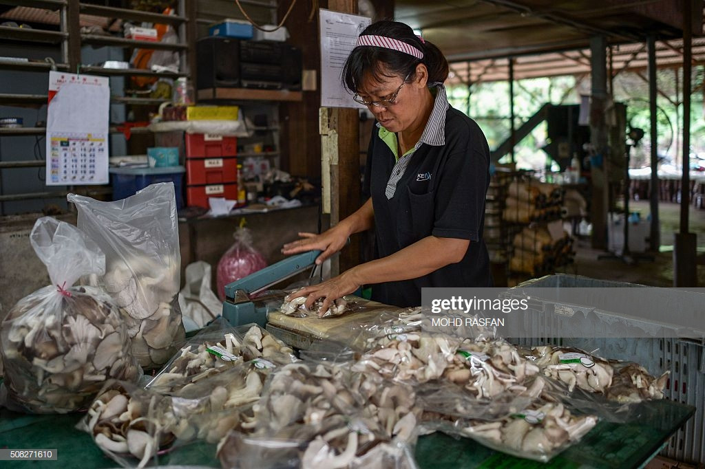 Oyster Mushrooms For Sale
 A worker packs Grey Oyster Mushrooms for sale at a