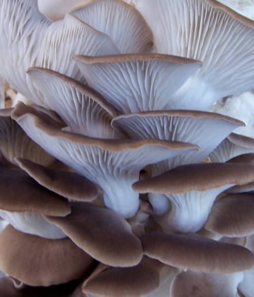 Oyster Mushrooms For Sale
 2 Morel Habitat Kit Web Special – Gourmet Mushroom