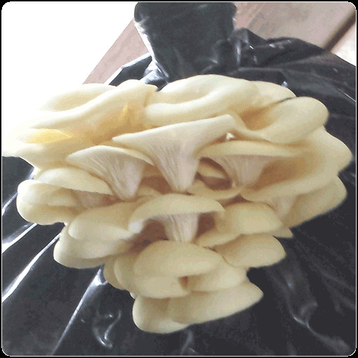 Oyster Mushrooms For Sale
 Mushroom Spawn for Sale — Buy Now and Save