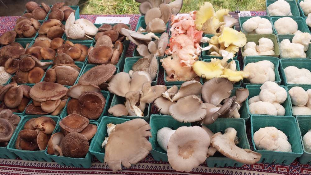 Oyster Mushrooms For Sale
 Mushrooms for Sale Options for all Kinds of Mycophiles