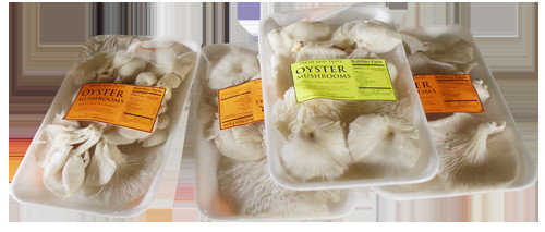 Oyster Mushrooms For Sale
 Organic Fruits and Ve ables Philippines Oyster
