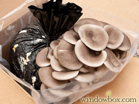 Oyster Mushrooms For Sale
 Blue Oyster Mushroom Kit Mushroom Kits Gardening Gifts