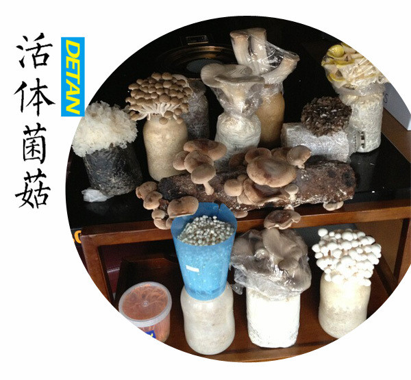 Oyster Mushrooms For Sale
 Detan King Oyster Mushroom Spawn Cultivation For Sale