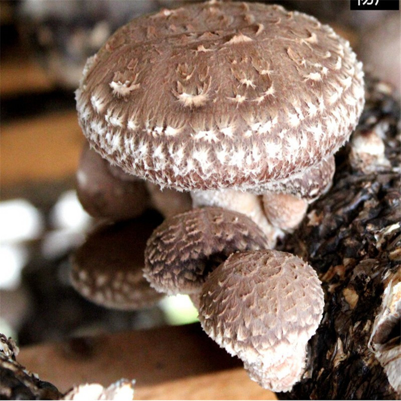 Oyster Mushrooms For Sale
 Shiitake Oyster Mushroom Log Mushroom Spawn For Sale Buy